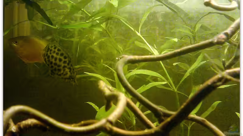 Besatz im Aquarium Buschfisch-Becken von mariajudyta (11)