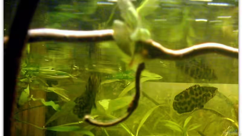 Besatz im Aquarium Buschfisch-Becken von mariajudyta (13)