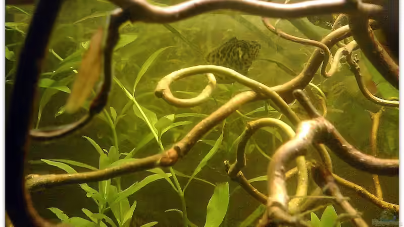 Besatz im Aquarium Buschfisch-Becken von mariajudyta (14)