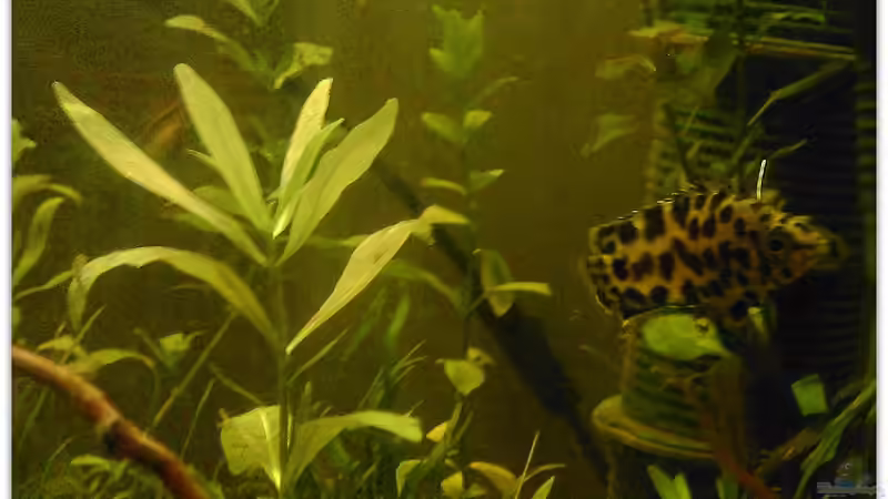 Besatz im Aquarium Buschfisch-Becken von mariajudyta (17)