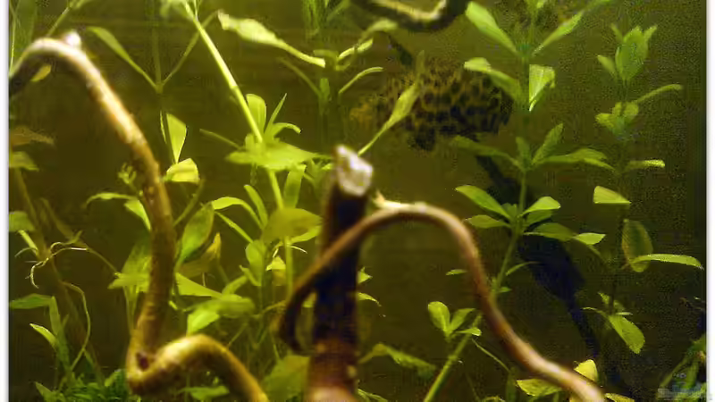 Besatz im Aquarium Buschfisch-Becken von mariajudyta (18)