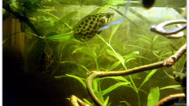 Besatz im Aquarium Buschfisch-Becken von mariajudyta (19)