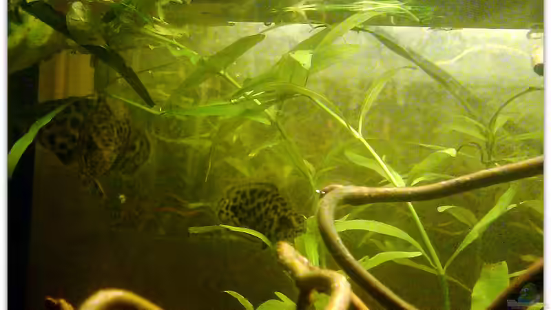 Besatz im Aquarium Buschfisch-Becken von mariajudyta (20)