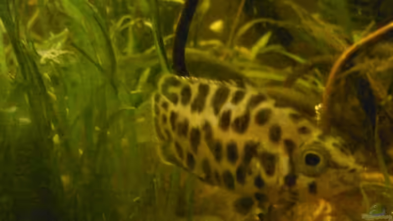 Besatz im Aquarium Buschfisch-Becken von mariajudyta (9)