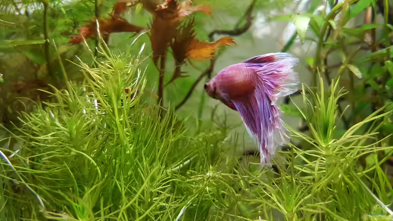 Besatz im Aquarium Caellachan&#039;s Manor (nur noch Beispiel) von southheart (3)