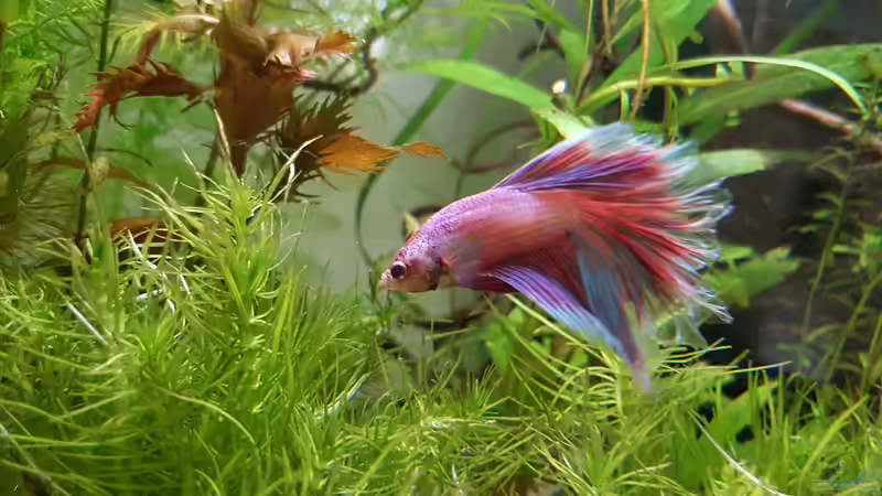 Besatz im Aquarium Caellachan&#039;s Manor (nur noch Beispiel) von southheart (4)