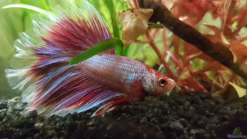 Besatz im Aquarium Caellachan&#039;s Manor (nur noch Beispiel) von southheart (5)