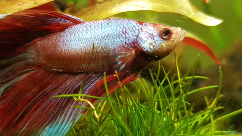 Besatz im Aquarium Caellachan&#039;s Manor (nur noch Beispiel) von southheart (6)