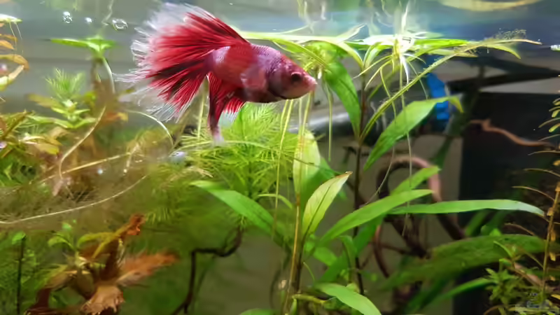 Besatz im Aquarium Caellachan&#039;s Manor (nur noch Beispiel) von southheart (8)