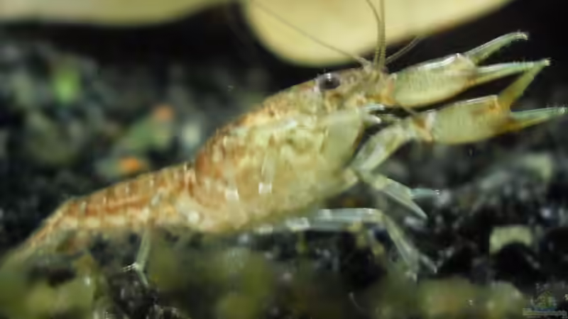 Besatz im Aquarium Cambarellus puer von Mertin (3)