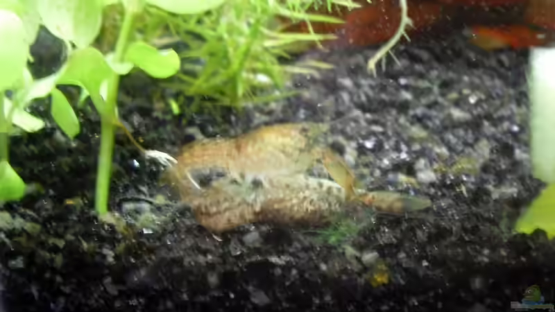 Besatz im Aquarium Cambarellus puer von Mertin (6)