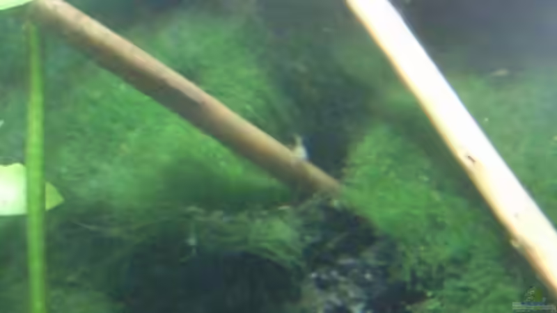 Besatz im Aquarium Cambarellus puer von Mertin (7)