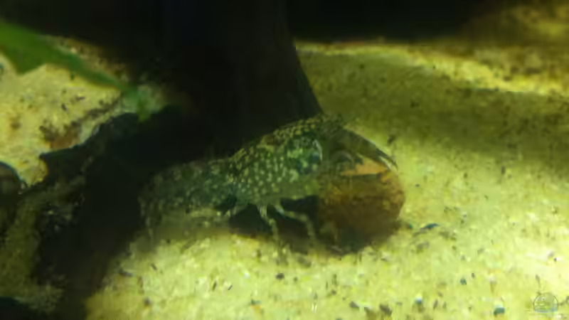 Besatz im Aquarium Cambarellus von Bavaria (8)
