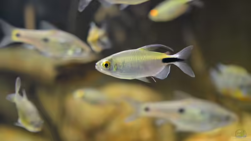 Besatz im Aquarium Cameroon beauties / Nur noch Beispiel / von Didi (25)