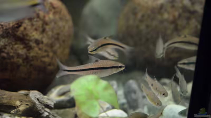 Besatz im Aquarium Cameroon beauties / Nur noch Beispiel / von Didi (29)