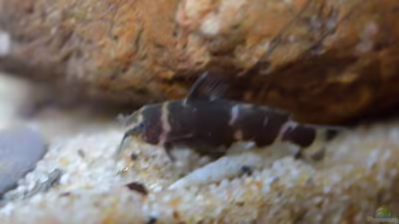 Besatz im Aquarium Cameroon beauties / Nur noch Beispiel / von Didi (35)