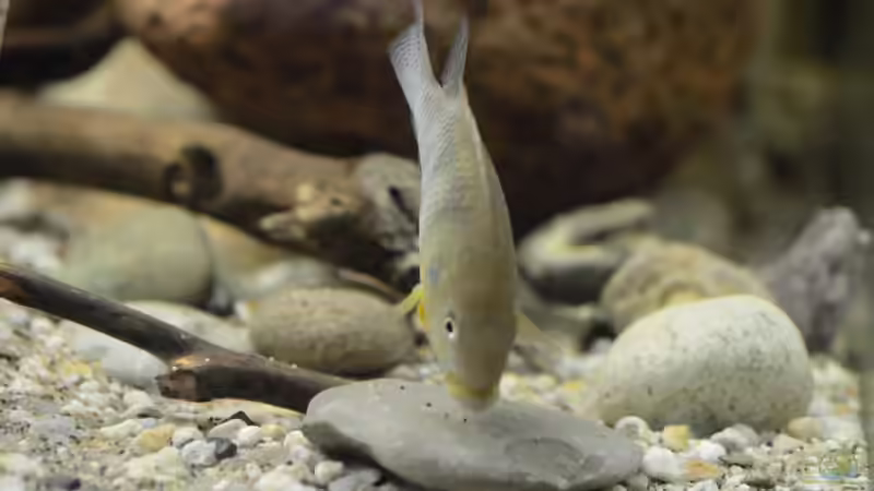 Besatz im Aquarium Cameroon beauties / Nur noch Beispiel / von Didi (36)