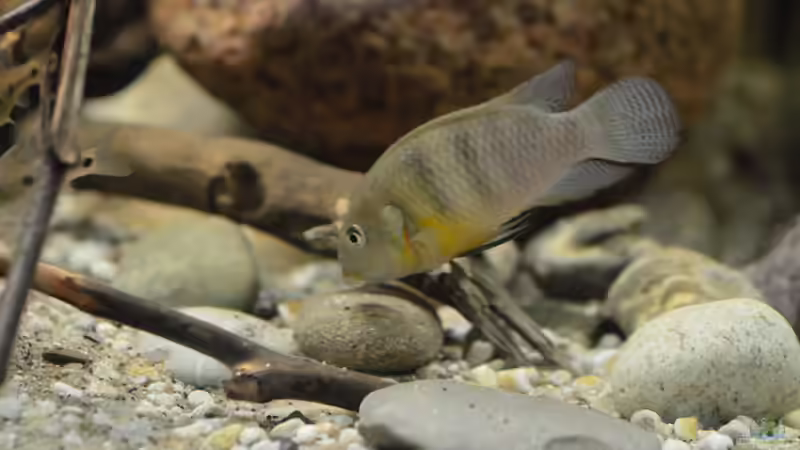 Besatz im Aquarium Cameroon beauties / Nur noch Beispiel / von Didi (38)