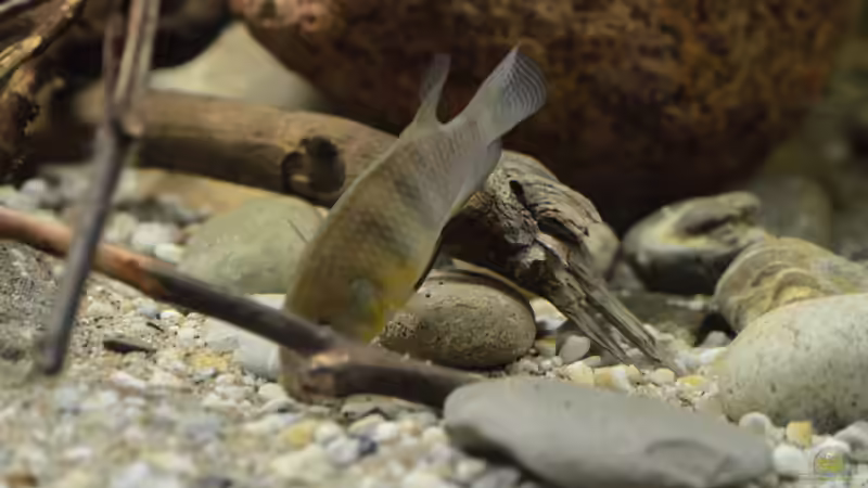 Besatz im Aquarium Cameroon beauties / Nur noch Beispiel / von Didi (39)