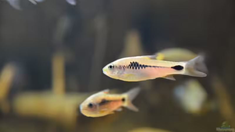 Besatz im Aquarium Cameroon beauties / Nur noch Beispiel / von Didi (41)