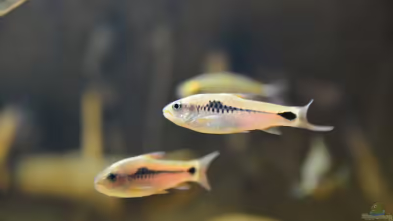 Besatz im Aquarium Cameroon beauties / Nur noch Beispiel / von Didi (42)