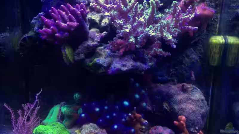 Besatz im Aquarium Candy Nano von Lukas23 (5)