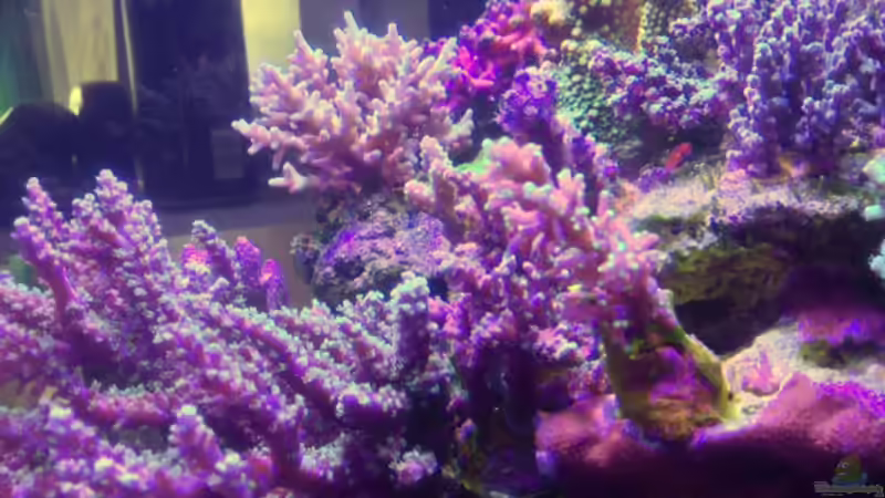 Besatz im Aquarium Candy Nano von Lukas23 (6)