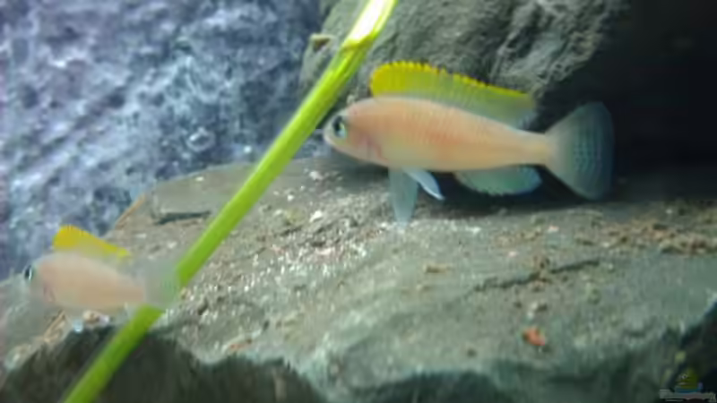 Besatz im Aquarium Cape Kabayeye - Nur noch als Beispiel von Julien Preuß (3)