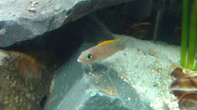 Besatz im Aquarium Cape Kabayeye - Nur noch als Beispiel von Julien Preuß (4)