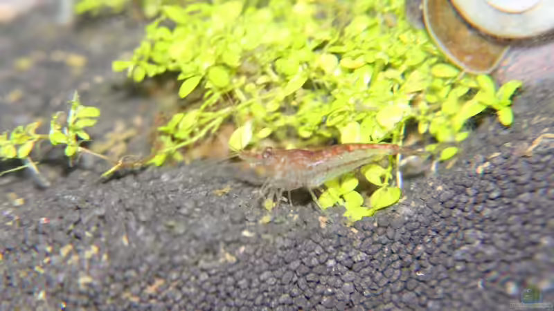 Besatz im Aquarium Caty`s Garnelotopia von Caty (10)