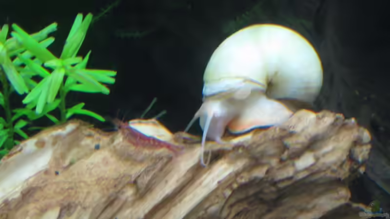 Besatz im Aquarium Caty`s Garnelotopia von Caty (11)