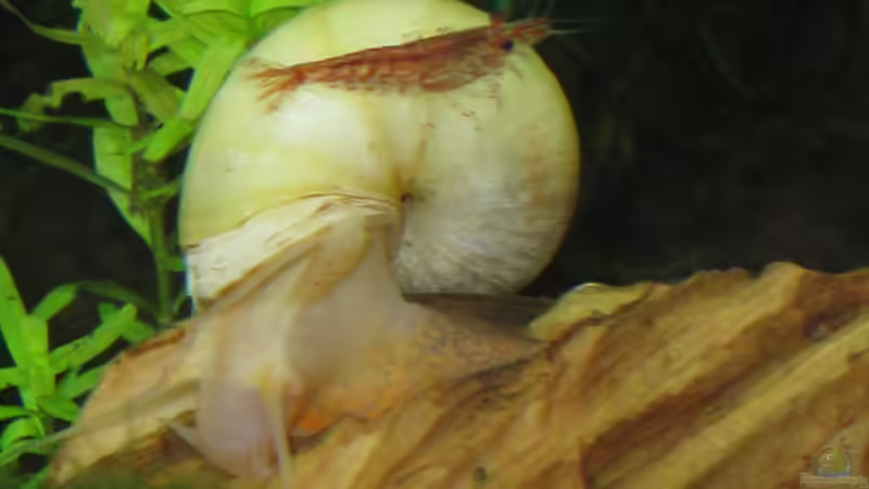 Besatz im Aquarium Caty`s Garnelotopia von Caty (13)