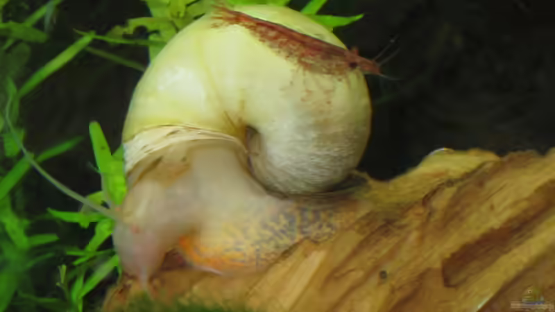 Besatz im Aquarium Caty`s Garnelotopia von Caty (14)