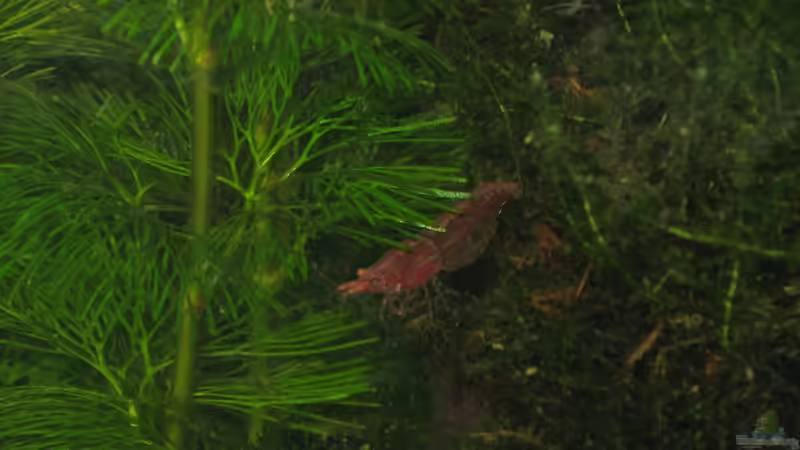 Besatz im Aquarium Caty`s Garnelotopia von Caty (15)