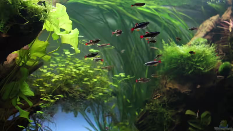 Besatz im Aquarium Cayman110 Scenic von GIDDI (12)