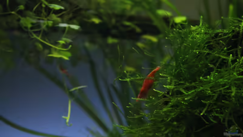 Besatz im Aquarium Cayman110 Scenic von GIDDI (13)