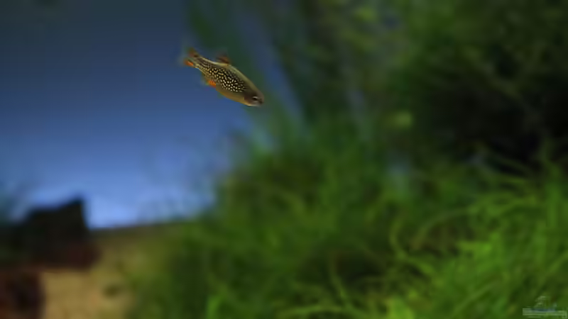 Besatz im Aquarium Cayman110 Scenic von GIDDI (15)