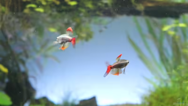 Besatz im Aquarium Cayman110 Scenic von GIDDI (19)