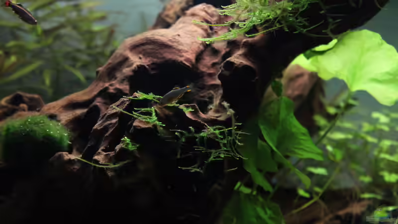 Besatz im Aquarium Cayman110 Scenic von GIDDI (20)