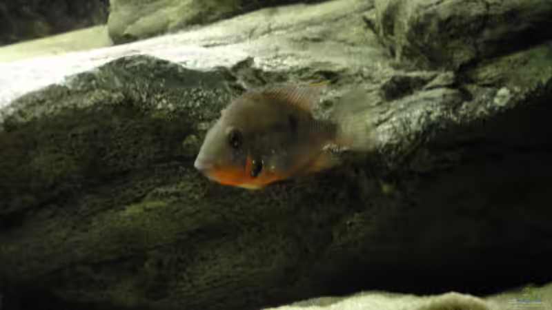 Besatz im Aquarium Central American River von Laura (49)