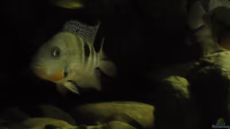 Besatz im Aquarium Central American River von Laura (50)