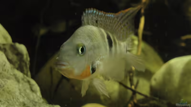 Besatz im Aquarium Central American River von Laura (53)