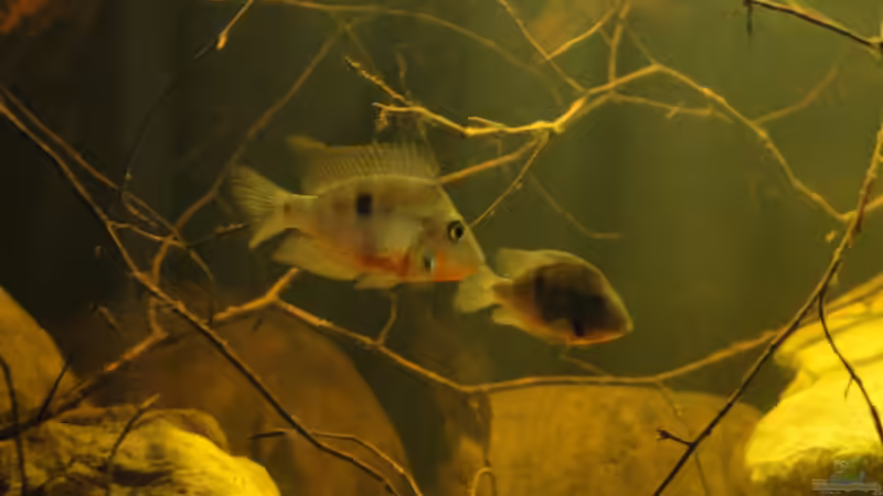 Besatz im Aquarium Central American River von Laura (67)