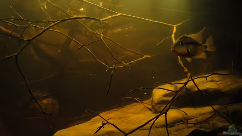 Besatz im Aquarium Central American River von Laura (69)