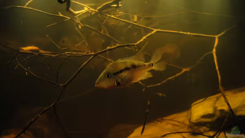 Besatz im Aquarium Central American River von Laura (70)