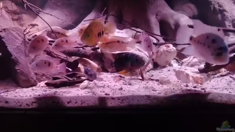 Besatz im Aquarium Central Park von Leo-FAN (49)