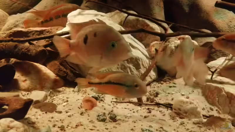 Besatz im Aquarium Central Park von Leo-FAN (50)