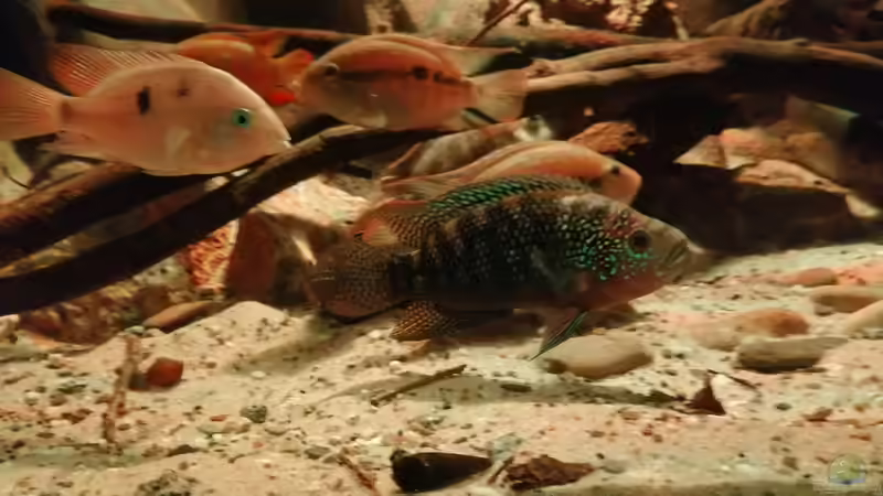 Besatz im Aquarium Central Park von Leo-FAN (51)