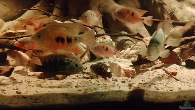 Besatz im Aquarium Central Park von Leo-FAN (54)