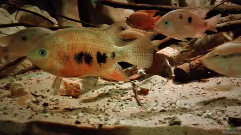 Besatz im Aquarium Central Park von Leo-FAN (55)